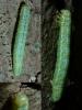 Operophtera brumata